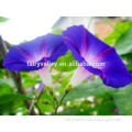 High Purity Blue morning glory bulk seeds for gardening flowers
